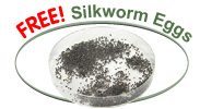 FREE Silkworm Eggs