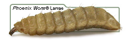 Phoenix Worm® Larvae, Phoenix Worms