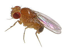 Fruit Flies