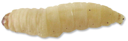 Waxworms